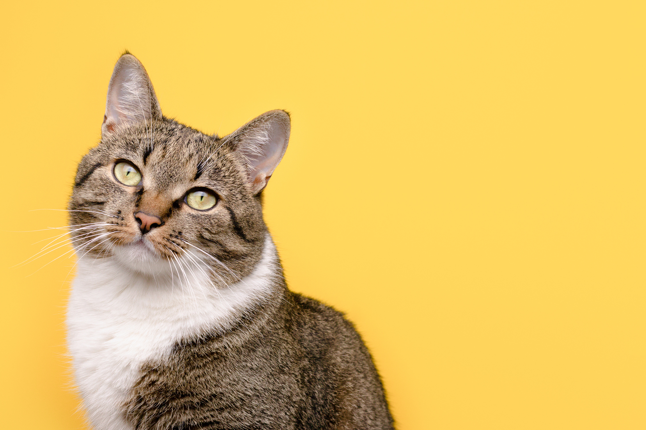 Cat on Yellow Background